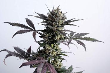Samen 3+1 Lemon Haze Automatik Kannabia